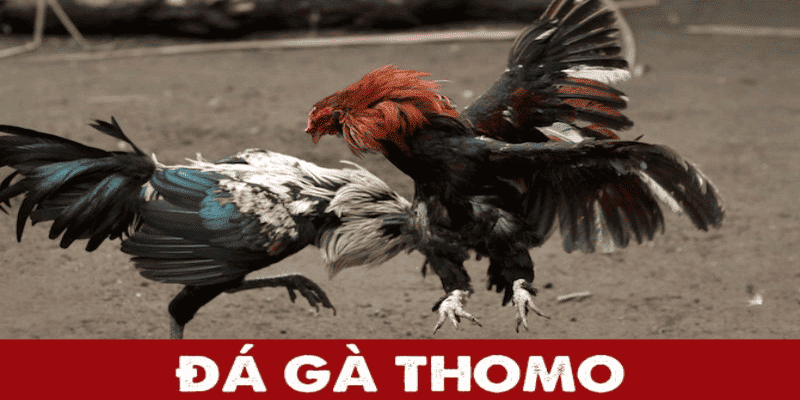 Cẩm nang cơ bản dành cho người hâm mộ đá gà thomo